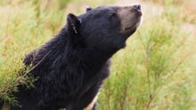 Bear in the wild
