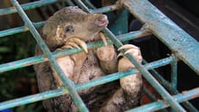 A seized pangolin at the Natural Resources Conservation Center Riau, Pekanbaru, Indonesia