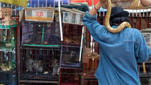 A snake on a vendors shoulder, and cages of animals at a market in Jakarta, Indonesia. Credit Line: World Animal Protection / Aaron Gekoski