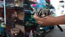 Pictured: a sugar glider in front of cages of other animals at a wildlife market in Indonesia.