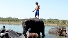A man standing on an elephant in a shallow river. Around him, more tourists with elephants are visible.