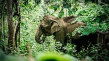 Elephant, Mae Doom, at the Kindred Spirit Elephant Sanctuary. 