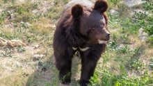Pictured: A rescued bear at the Balkasar bear sanctuary