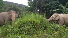 Jahn and Mae Thongsuk at high welfare elephant venue, Following Giants