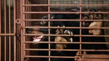 Bear in a cage Vietnam