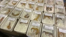 Exotic pets on display at a reptile and exotic pets breeders’ expo.