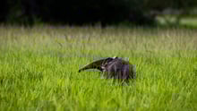 An anteater in the grass