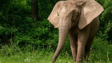Mundi the rescued elephant in sanctuary
