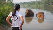 World Animal Protection staff member with elephants in the background