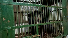 A bear in a cage on a bear bile farm