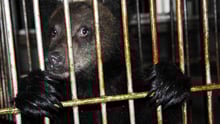 Bear bile survey China