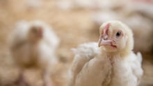19 day old meat chicken in Kenya - Change for chickens - World Animal Protection
