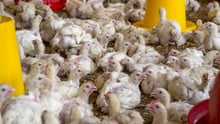 25 day old meat chickens in an indoor, deep-litter system typical of independent farms in East Africa