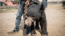 A man holding a dancing bear in Nepal