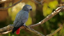 African grey parrot in the wild - Credit: Jurgen and Christine Sohns / Getty Images