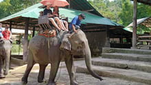 It's time to end elephant rides.