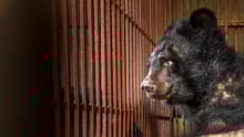 bear bile vietnam