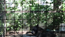 A captive black bear in a roadside zoo facility in Canada