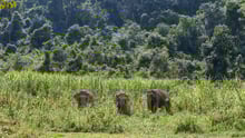 elephants, Thailand