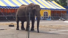 Olifant Buba bij circus Freiwald