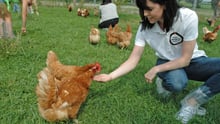 canada_chicken_farm