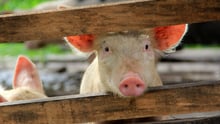 Piglet