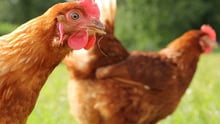 Hen at Rabbit River