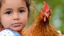 Girl holding chicken in Argentina