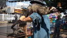 Civet_on_shoulder_of_trader_Jatinegara_Jakarta