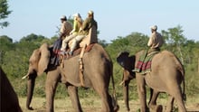 elephant_ride_in_southern_africa
