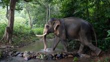 Elephant walks through water at a high welfare tourist attraction in Koh Lanta, Thailand - Wildlife. Not entertainers - World Animal Protection