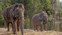 Elephants at ChangChill elephant venue in Thailand - Wildlife. Not entertainers - World Animal Protection