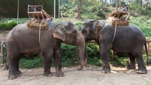 Elephants facing each other with saddles on their backs at a tourist attraction - Unite for the herd - World Animal Protection