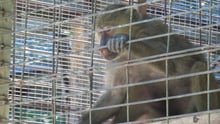 A baboon in a cage at a roadside zoo