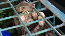 bear-cage