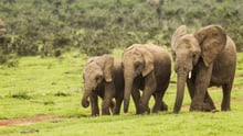 African elephants walking together