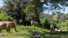 Elephant in Thailand