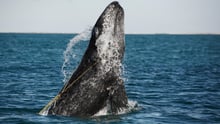 A juvenile Gray whale is breaching whilst entangled in a lobster trap line off the coast of Mexico.