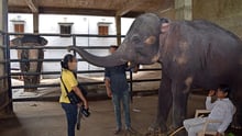 elephant infographic