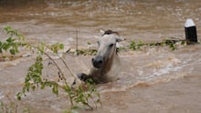 A horse in Nicaragua gets caught in the flood waters after Hurricane Jova - World Animal Protection - Disaster management