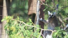 A lemur in a Canadian roadside zoo