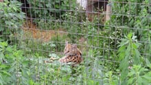 Gizmo the serval, taken at Waddles ‘n’ Wags in 2022.