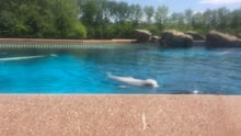 A beluga whale in a small tank at MarineLand in Ontario