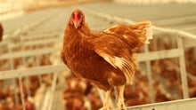 Tim Horton's commits to Cage-Free