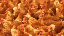 McDonalds goes cage-free