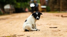 photo of dog