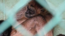 A spider monkey sitting alone in a roadside zoo
