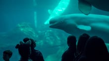 Beluga whale in an aquarium with people watching through the glass