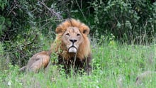 Why a life entertaining tourists is no life for a lion