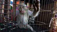 Macaque reach out of cage Jatinegara Jakarta